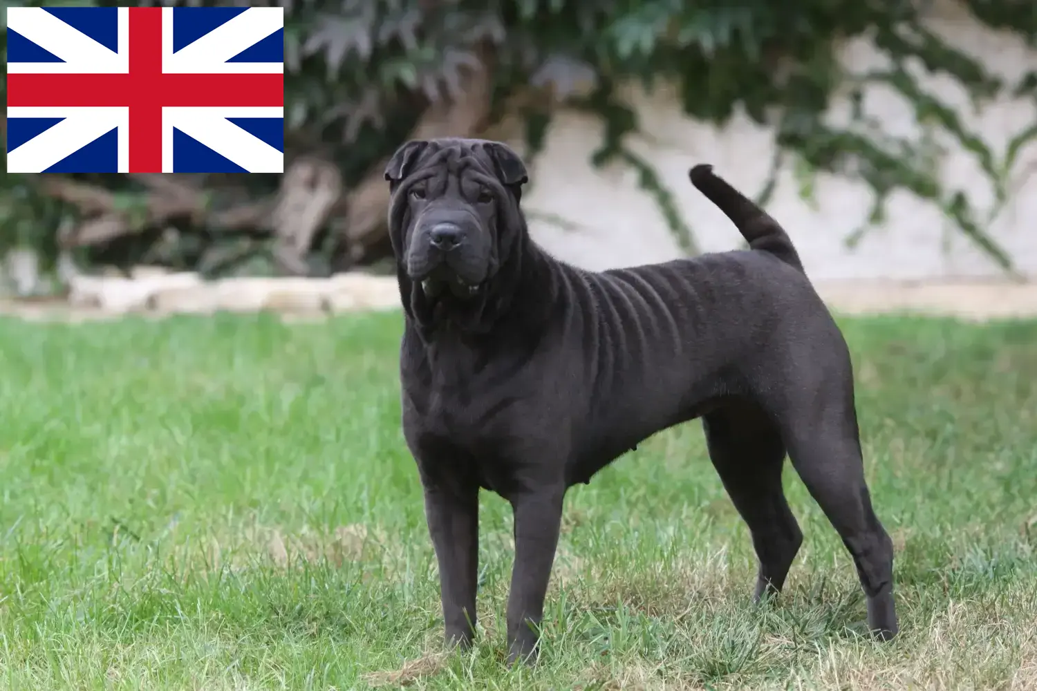 Read more about the article Criadores de Shar-Pei e cachorros na Grã-Bretanha