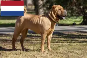 Read more about the article Criadores de Shar-Pei e cachorros nos Países Baixos