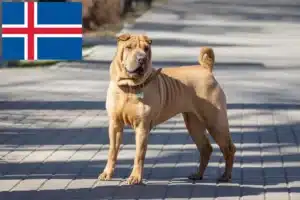 Read more about the article Criadores de Shar-Pei e cachorros na Islândia