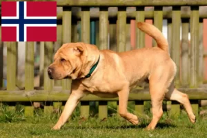 Read more about the article Criadores de Shar-Pei e cachorros na Noruega