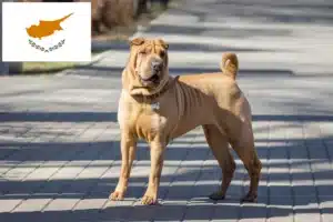 Read more about the article Criadores de Shar-Pei e cachorros em Chipre