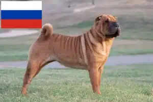 Read more about the article Criadores de Shar-Pei e cachorros na Rússia