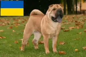 Read more about the article Criadores de Shar-Pei e cachorros na Ucrânia