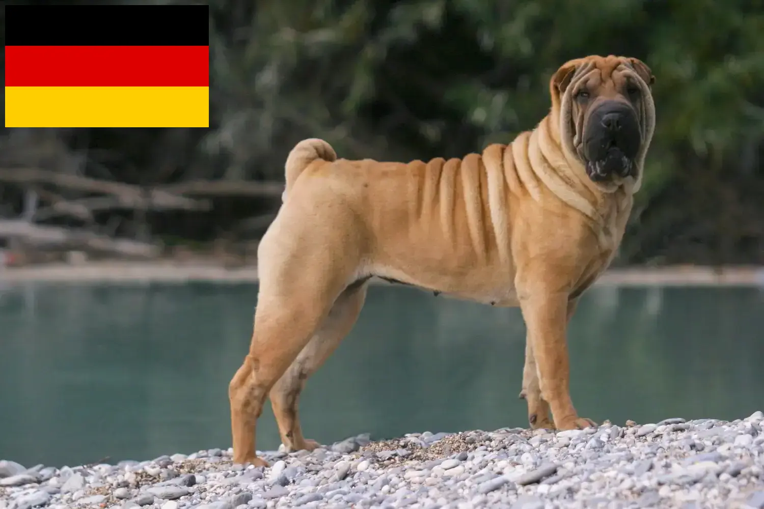 Read more about the article Criadores de Shar-Pei e cachorros na Alemanha