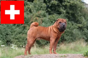 Read more about the article Criadores de Shar-Pei e cachorros na Suíça