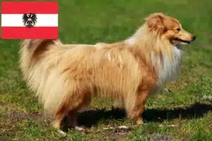 Read more about the article Criadores de Sheltie e cachorros na Áustria