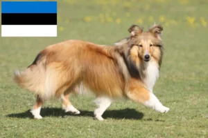 Read more about the article Criadores de Sheltie e cachorros na Estónia