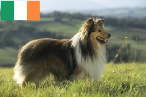 Read more about the article Criadores de Sheltie e cachorros na Irlanda