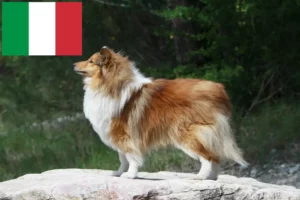 Read more about the article Criadores de Sheltie e cachorros em Itália