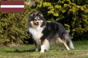 Read more about the article Criadores de Sheltie e cachorros na Letónia