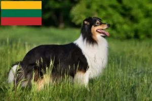 Read more about the article Criadores de Sheltie e cachorros na Lituânia