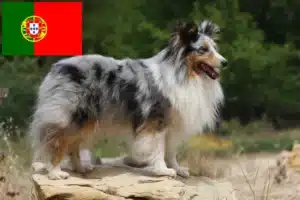 Read more about the article Criadores de Sheltie e cachorros em Portugal