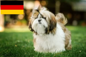 Read more about the article Criadores de Shih Tzu e cachorros na Alemanha