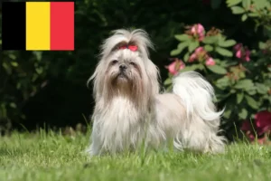 Read more about the article Criadores de Shih Tzu e cachorros na Bélgica