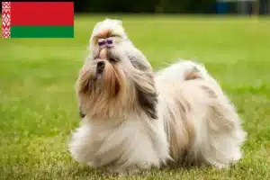 Read more about the article Criadores de Shih Tzu e cachorros na Bielorrússia