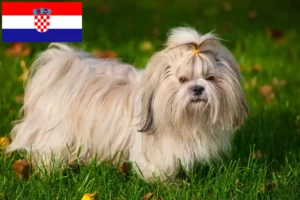 Read more about the article Criadores de Shih Tzu e cachorros na Croácia