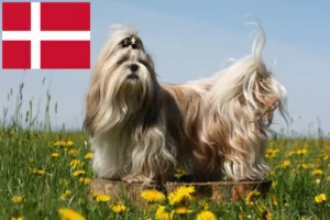 Read more about the article Criadores de Shih Tzu e cachorros na Dinamarca