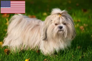 Read more about the article Criadores de Shih Tzu e cachorros nos EUA