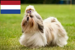 Read more about the article Criadores de Shih Tzu e cachorros nos Países Baixos