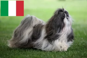 Read more about the article Criadores de Shih Tzu e cachorros em Itália