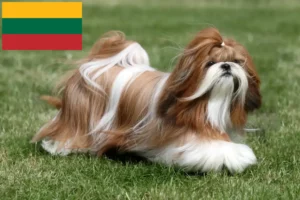 Read more about the article Criadores de Shih Tzu e cachorros na Lituânia