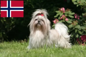 Read more about the article Criadores de Shih Tzu e cachorros na Noruega