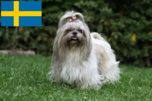 Read more about the article Criadores de Shih Tzu e cachorros na Suécia