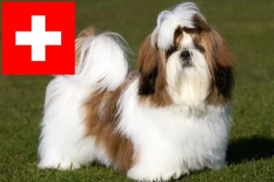 Read more about the article Criadores de Shih Tzu e cachorros na Suíça