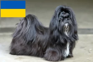 Read more about the article Criadores de Shih Tzu e cachorros na Ucrânia