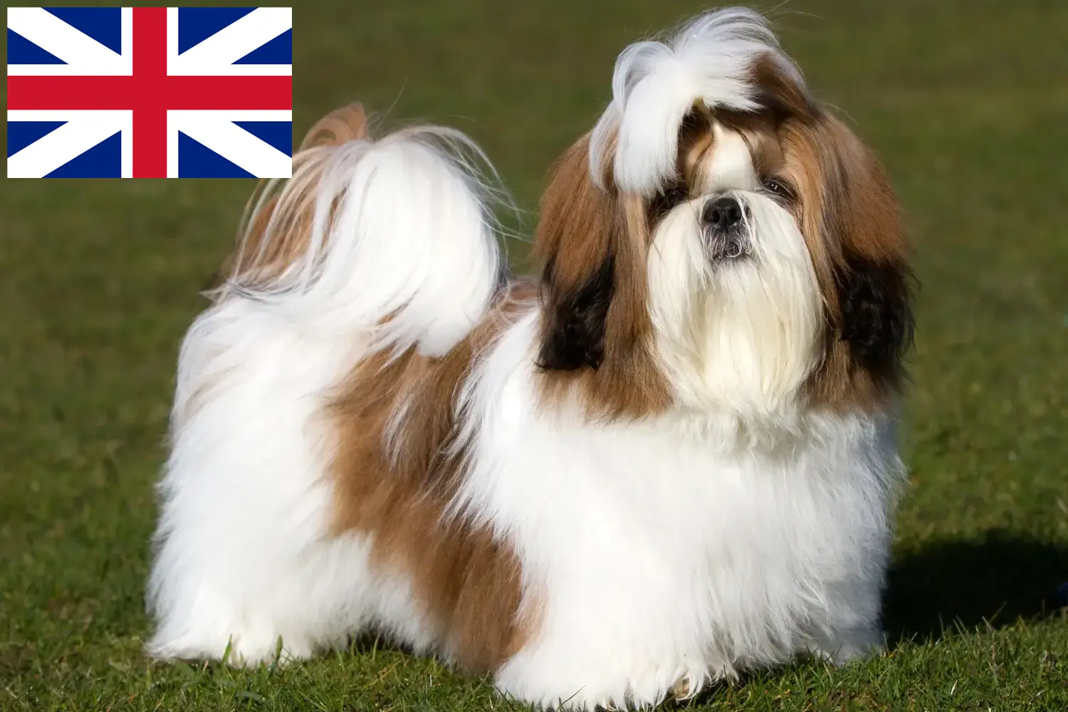 Read more about the article Criadores de Shih Tzu e cachorros na Grã-Bretanha