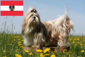 Read more about the article Criadores de Shih Tzu e cachorros na Áustria