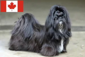 Read more about the article Criadores de Shih Tzu e cachorros no Canadá