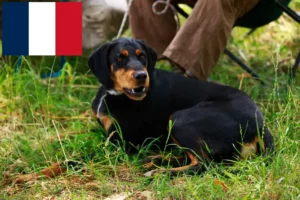 Read more about the article Slovenský kopov criadores e cachorros em França