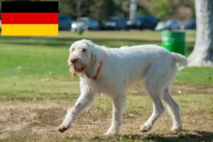 Read more about the article Spinone Italiano criadores e cachorros na Alemanha