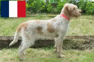 Read more about the article Spinone Italiano criadores e cachorros em França