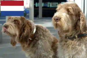 Read more about the article Spinone Italiano criadores e cachorros nos Países Baixos