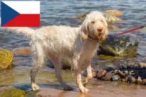 Read more about the article Spinone Italiano criadores e cachorros na República Checa