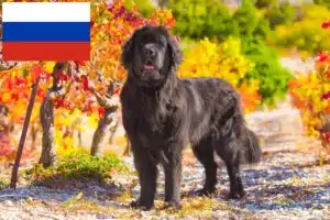 Read more about the article Criadores de Terra Nova e cachorros na Rússia