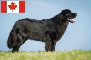 Read more about the article Criadores de Terra Nova e cachorros no Canadá