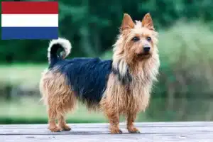 Read more about the article Criadores de Australian Terrier e cachorros nos Países Baixos