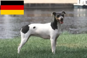 Read more about the article Criadores de Terrier Brasileiro e cachorros na Alemanha