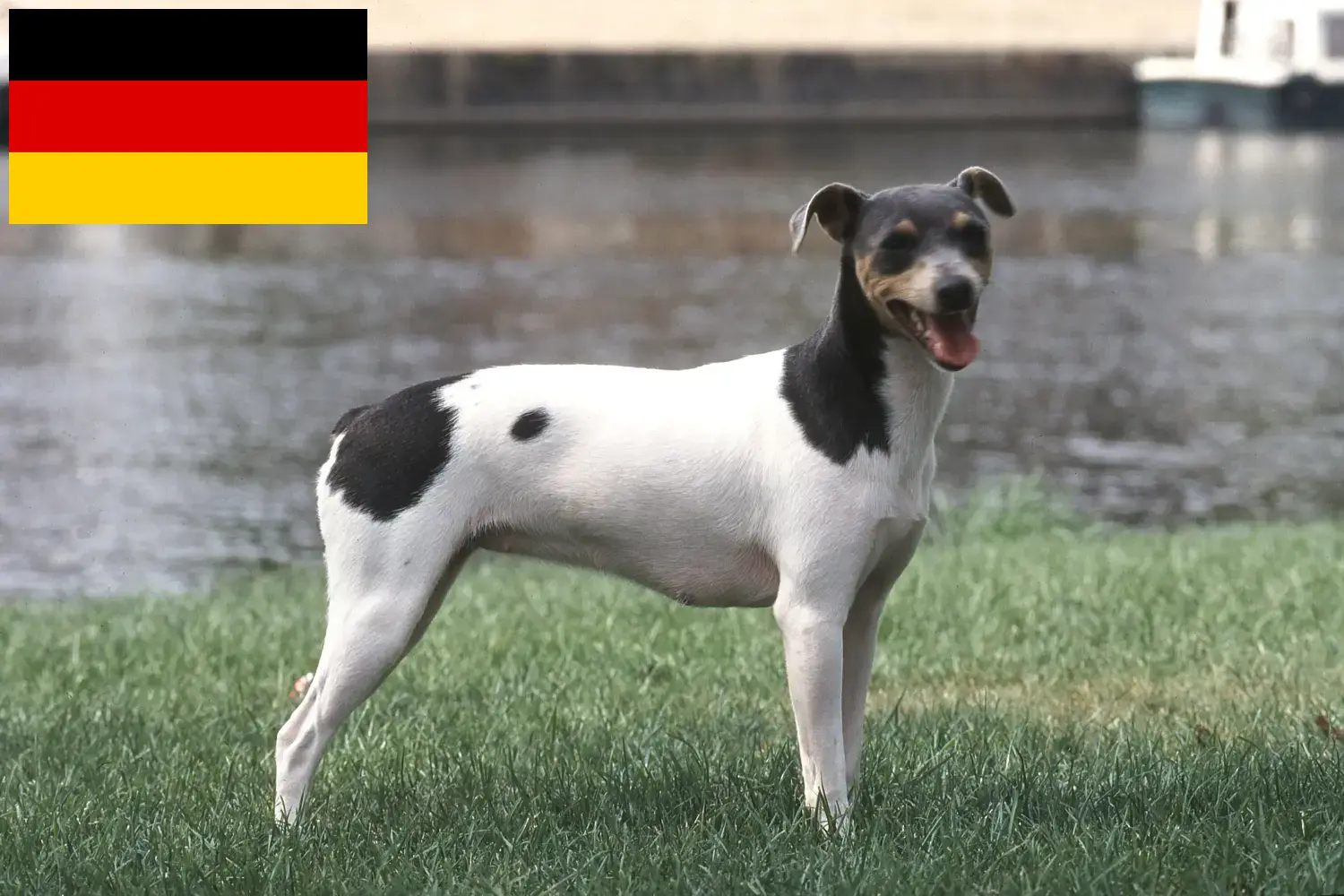 Read more about the article Criadores de Terrier Brasileiro e cachorros na Alemanha