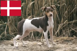 Read more about the article Criador de Terrier brasileiro e cachorros na Dinamarca