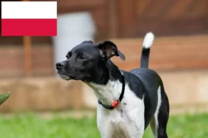 Read more about the article Criadores de Terrier Brasileiro e cachorros na Polónia