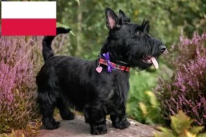 Read more about the article Criadores de Scottish Terrier e cachorros na Polónia