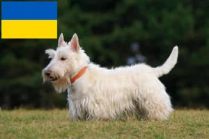 Read more about the article Criadores de Scottish Terrier e cachorros na Ucrânia