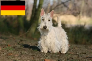 Read more about the article Criadores de Scottish Terrier e cachorros na Alemanha