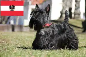 Read more about the article Criadores de Scottish Terrier e cachorros na Áustria