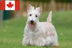 Read more about the article Criadores de Scottish Terrier e cachorros no Canadá