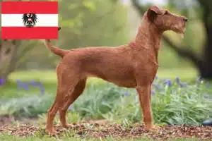 Read more about the article Criadores de Irish Terrier e cachorros na Áustria